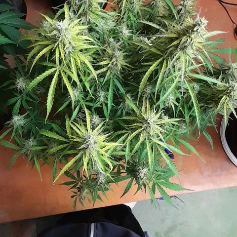 Bubbldgum Auto  growlog timeline photo