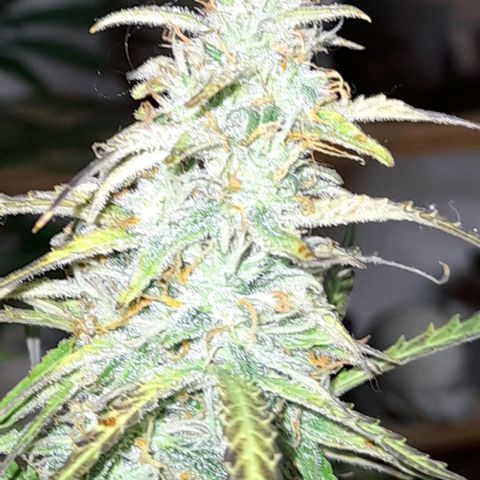 Bubbldgum Auto  growlog timeline photo