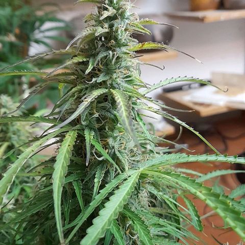 Bubbldgum Auto  growlog timeline photo