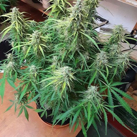 Bubbldgum Auto  growlog timeline photo