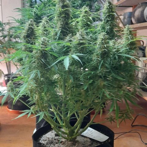 Bubbldgum Auto  growlog timeline photo