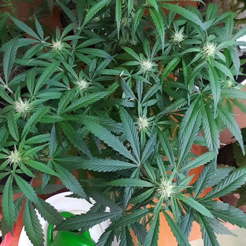 Euforia Auto  growlog timeline photo