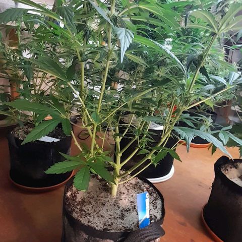 Euforia Auto  growlog timeline photo