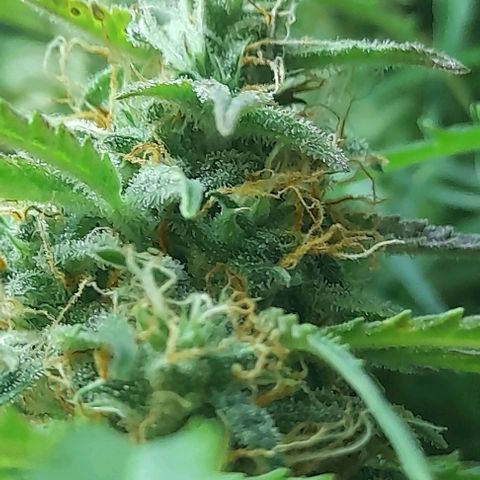 Bubbldgum Auto  growlog timeline photo