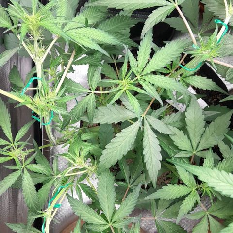 Oreoz Auto  growlog timeline photo