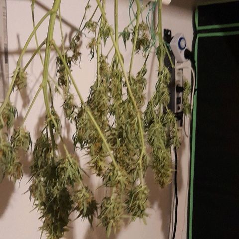 Bubbldgum Auto  growlog timeline photo
