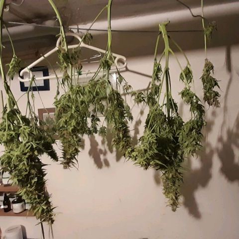Bubbldgum Auto  growlog timeline photo