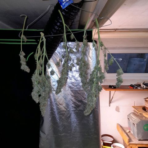 Bubbldgum Auto  growlog timeline photo
