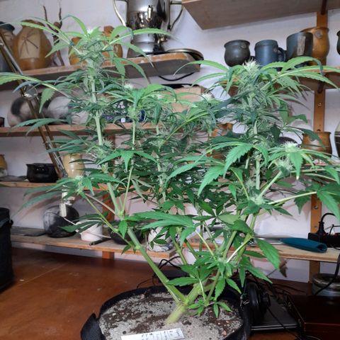 Euforia Auto  growlog timeline photo
