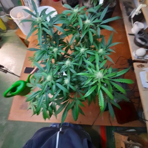 Euforia Auto  growlog timeline photo