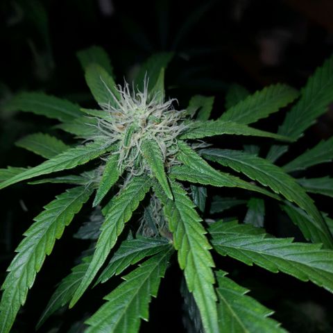 Euforia Auto  growlog timeline photo