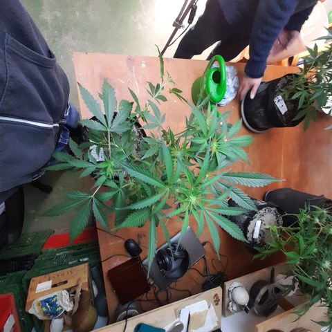 Oreoz Auto  growlog timeline photo