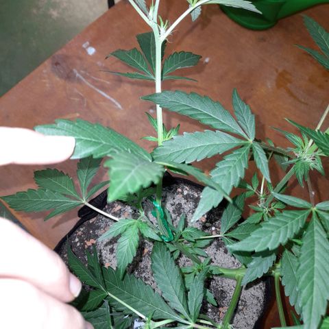 Oreoz Auto  growlog timeline photo