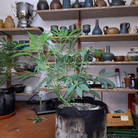 Oreoz Auto  growlog timeline photo