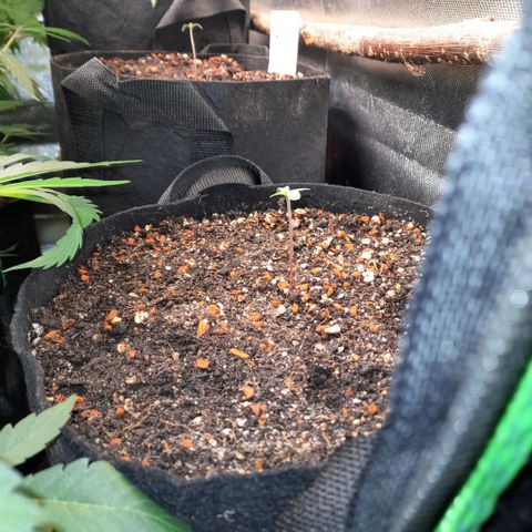 Ganja Runtz Auto  growlog timeline photo