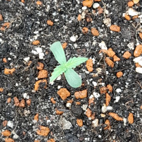 Ganja Runtz Auto  growlog timeline photo