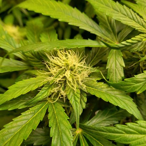Euforia Auto  growlog timeline photo