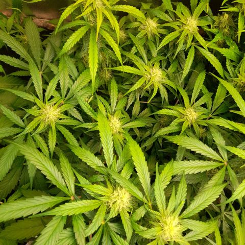Euforia Auto  growlog timeline photo