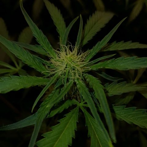 Oreoz Auto  growlog timeline photo