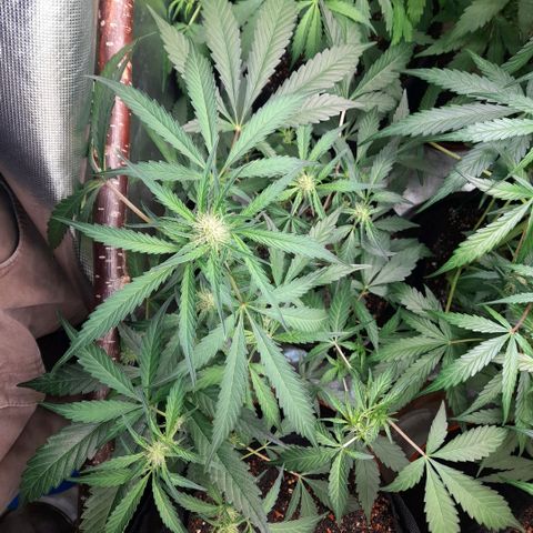 Oreoz Auto  growlog timeline photo