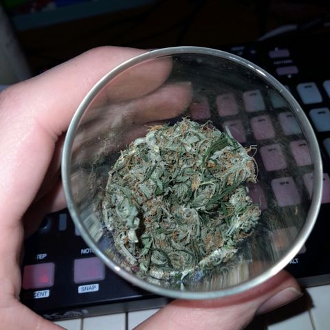Bubbldgum Auto  growlog timeline photo