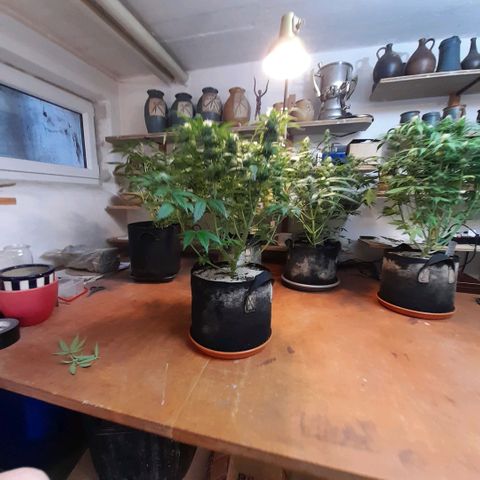 Euforia Auto  growlog timeline photo
