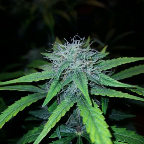 Euforia Auto  growlog timeline photo