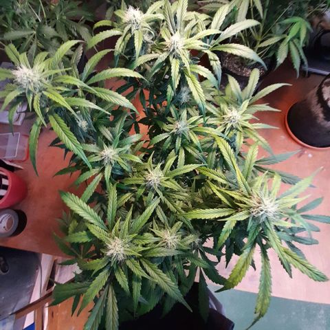 Euforia Auto  growlog timeline photo