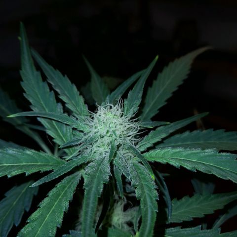 Oreoz Auto  growlog timeline photo