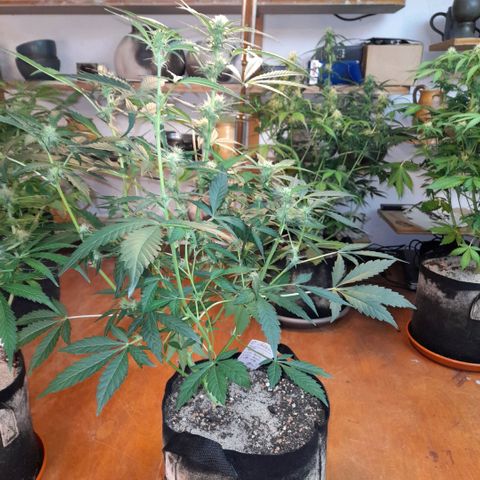 Oreoz Auto  growlog timeline photo