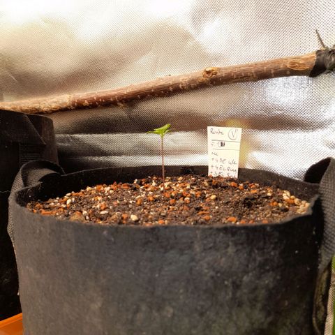 Ganja Runtz Auto  growlog timeline photo