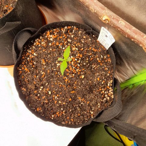 Ganja Runtz Auto  growlog timeline photo