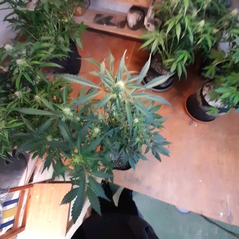 Oreoz Auto  growlog timeline photo
