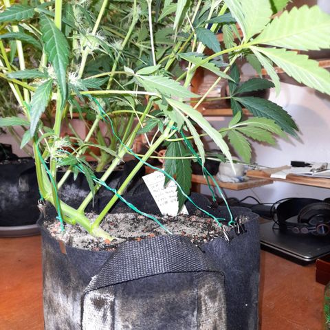 Oreoz Auto  growlog timeline photo