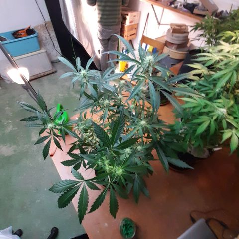 Oreoz Auto  growlog timeline photo