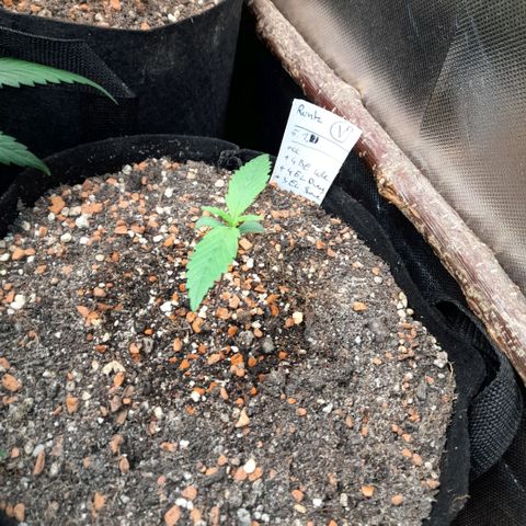 Ganja Runtz Auto  growlog timeline photo