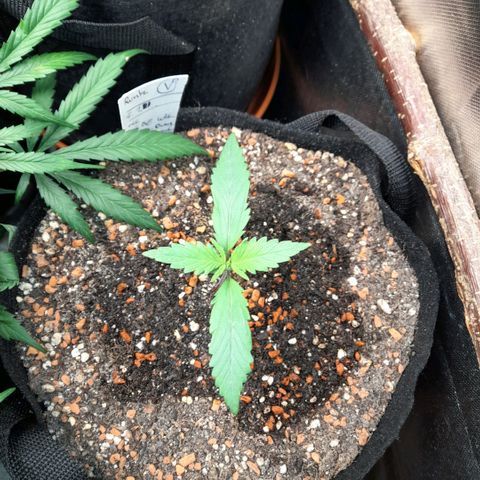Ganja Runtz Auto  growlog timeline photo