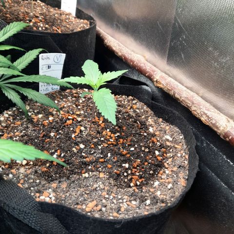 Ganja Runtz Auto  growlog timeline photo