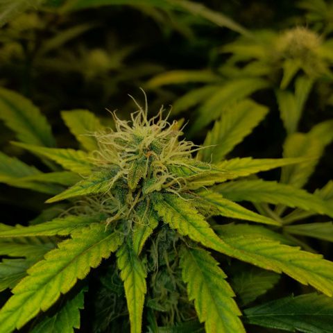 Euforia Auto  growlog timeline photo