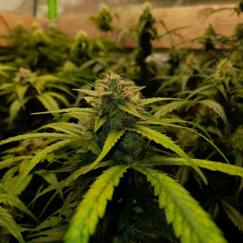 Euforia Auto  growlog timeline photo
