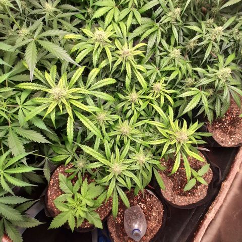 Euforia Auto  growlog timeline photo