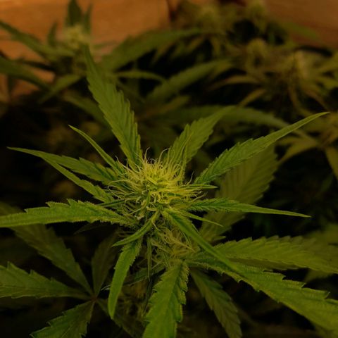 Oreoz Auto  growlog timeline photo