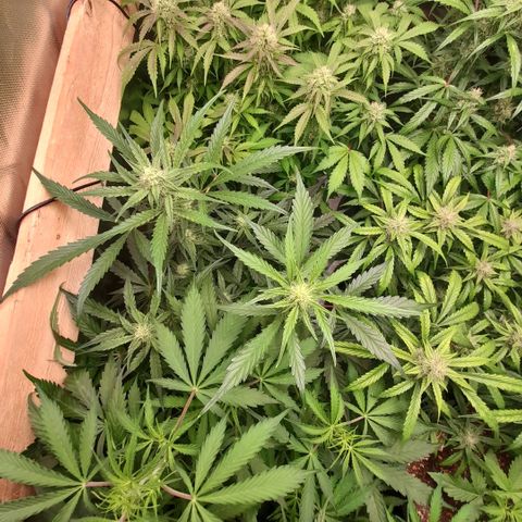 Oreoz Auto  growlog timeline photo