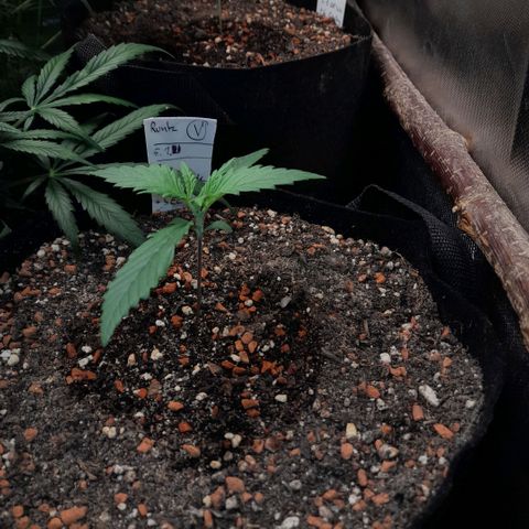 Ganja Runtz Auto  growlog timeline photo