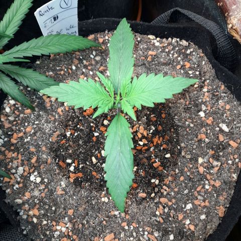 Ganja Runtz Auto  growlog timeline photo