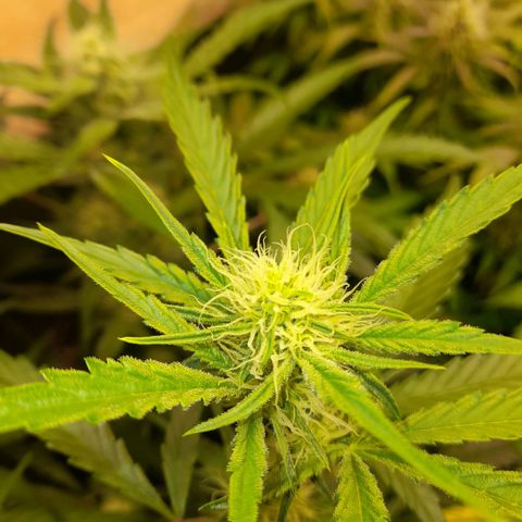 Oreoz Auto  growlog timeline photo