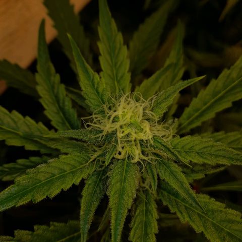 Oreoz Auto  growlog timeline photo