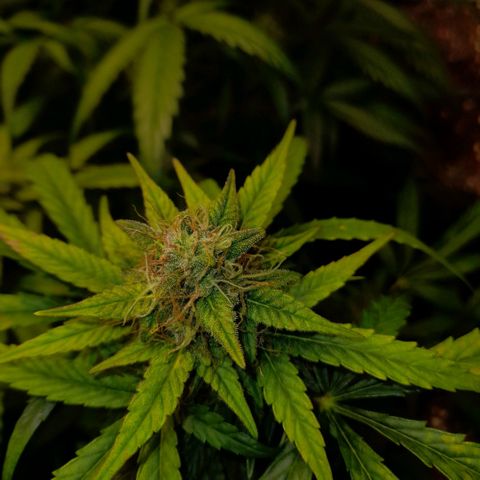 Euforia Auto  growlog timeline photo