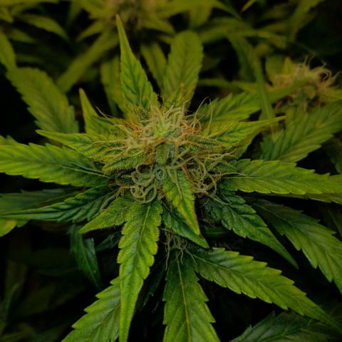 Euforia Auto  growlog timeline photo