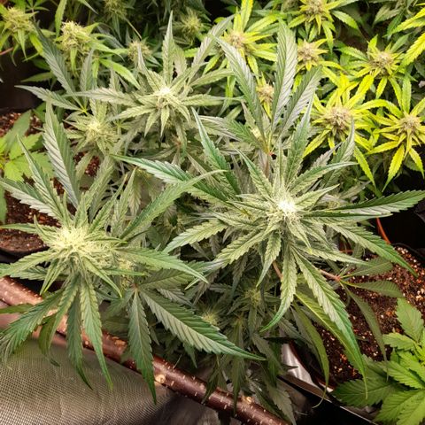 Oreoz Auto  growlog timeline photo